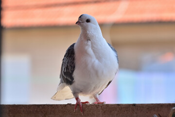 Pigeon of the Djulija breed standing on the balcony railing on a sunny spring day and looking at camera. Dove with gray wings and white head