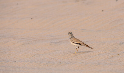 Greater Hoopoe-lark, Alaemon alaudipes bird found in desert of Qatar.