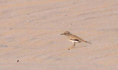 Greater Hoopoe-lark, Alaemon alaudipes bird found in desert of Qatar.