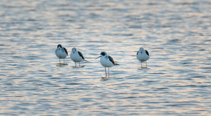 black-necked stilt wading in the bay in Qatar.
