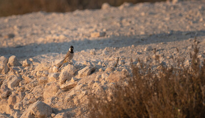 Teo White eared Bulbul bird on a stone in Qatar.