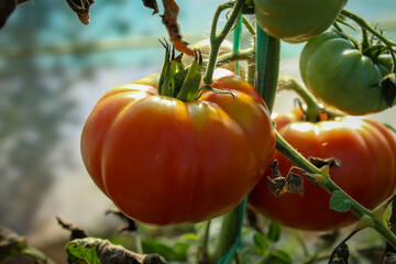 Growing tomatoes in a greenhouse. Tomato.