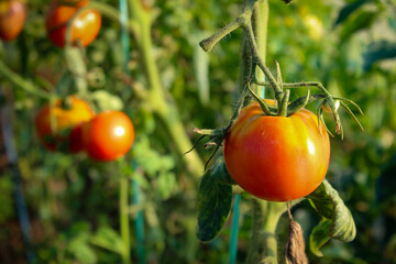 Tomato fruit. Close up of a tomato in a greenhouse. Growing tomatoes in a greenhouse.
