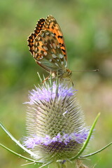 Argynnis aglaja