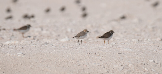sandpiper bird, in the shore of qatar. selective focus
