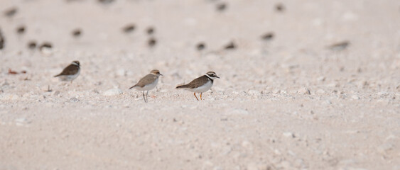 sandpiper bird, in the shore of qatar. selective focus