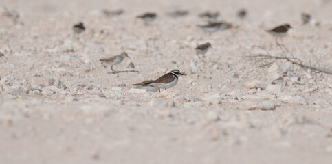 sandpiper bird, in the shore of qatar. selective focus