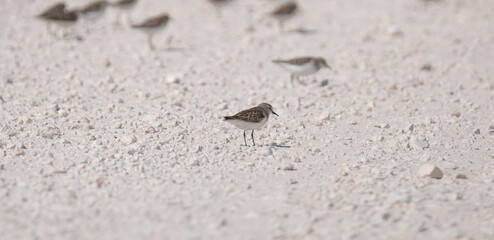 sandpiper bird, in the shore of qatar. selective focus
