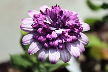 Closeup of a purple osteospermum flower in bloom