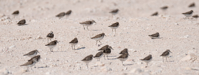 sandpiper bird, in the shore of qatar. selective focus