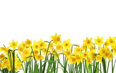 Many beautiful yellow daffodils on white background