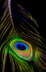 Obraz premium Close up of a Peacock feather filling the frame, bright animal background