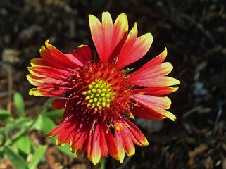 Obraz premium Red Guardia of Kansas