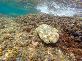 Mediterranean underwater with salema fish school in Alicante coast Spain