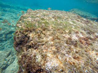 Mediterranean underwater with salema fish school in Alicante coast Spain