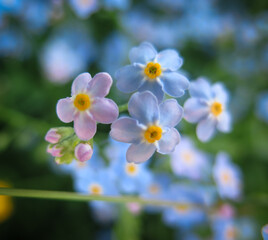 Forget me nots