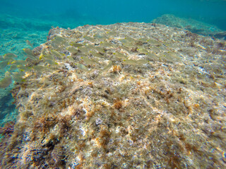 Mediterranean underwater with salema fish school in Alicante coast Spain