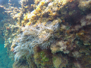 Mediterranean underwater with salema fish school in Alicante coast Spain