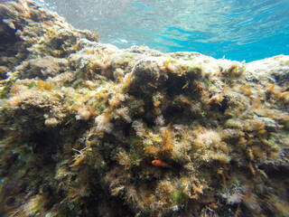 Mediterranean underwater with salema fish school in Alicante coast Spain