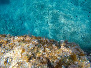 Mediterranean underwater with  Blue Chromis fish school in Alicante coast Spain