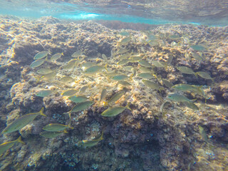Mediterranean underwater with salema fish school in Alicante coast Spain