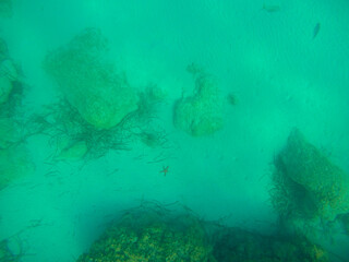 Fototapeta na wymiar Mediterranean underwater with starfish on sand in Alicante coast Spain