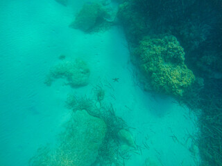 Mediterranean underwater with starfish on sand in Alicante coast Spain