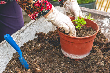woman hands with plastic gloves plant a chili pepper seedling in a pot on a pile of potting soil in a wheelbarrow
