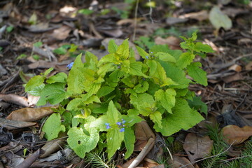 青い花　日陰の植物　ブルンネラ　brunnera わすれな草　園芸　ガーデニング  春　