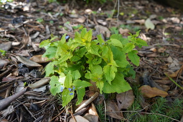 brunnera ブルンネラ　日陰の植物　わすれな草　花　庭　ガーデニング  春　青い花