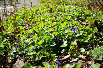 スミレ　菫　ニオイスミレ　タチツボスミレ　群生