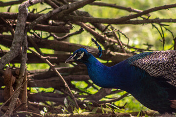 peacock in the garden