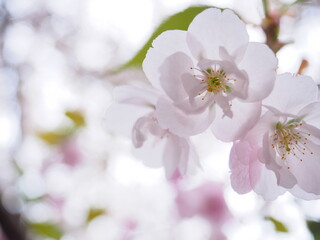 Fototapeta na wymiar お寺境内に咲くの桜