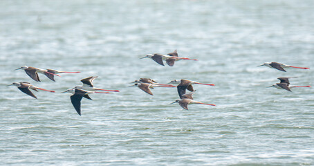multiple black-necked stilt wading flying in Qatar.