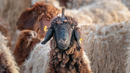 Naklejka premium Flock of Goat at a desert farm in Qatar.
