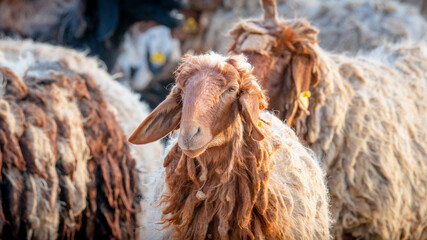 Flock of Goat at a desert farm in Qatar.
