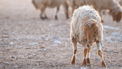 Flock of Goat at a desert farm in Qatar.