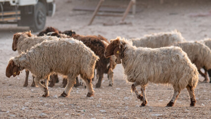 Flock of Goat at a desert farm in Qatar.