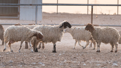 Flock of Goat at a desert farm in Qatar.