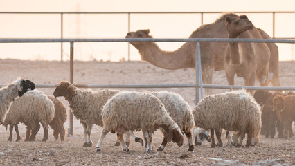 Flock of Goat at a desert farm in Qatar.