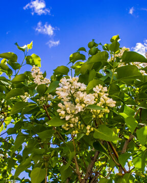 A white lilac bush blooming in the spring sun