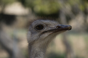 portrait of ostrich in the field