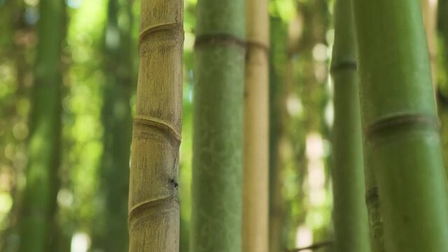 Bamboo forest. Focus on one trunk of green fresh bamboo growing in jungle and warm climates. Dense forest through which it is impossible to pass.
