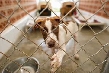 Dog Rescue Shelter Animal