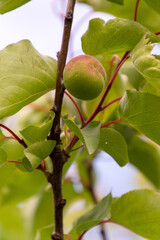 Fototapeta premium Fruto de Prunus armeniaca pertenece a la familia Rosaceae
