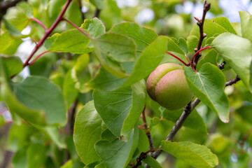Fruto de Prunus armeniaca pertenece a la familia Rosaceae