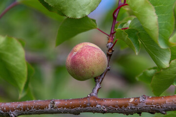 Fruto de Prunus armeniaca pertenece a la familia Rosaceae