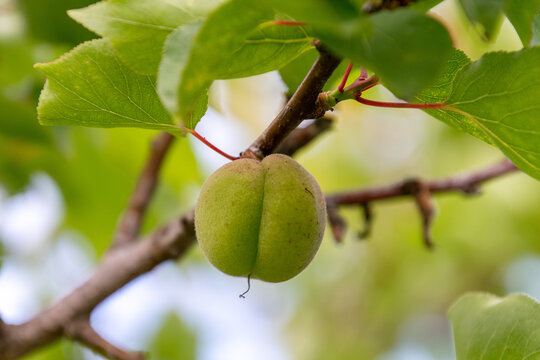 Fruto de Prunus armeniaca pertenece a la familia Rosaceae