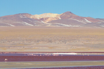 Laguna Colorada view, Bolivia