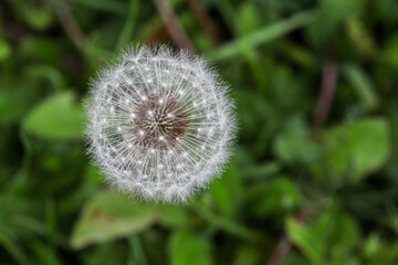 Fuzzy dandelion with green grass in background